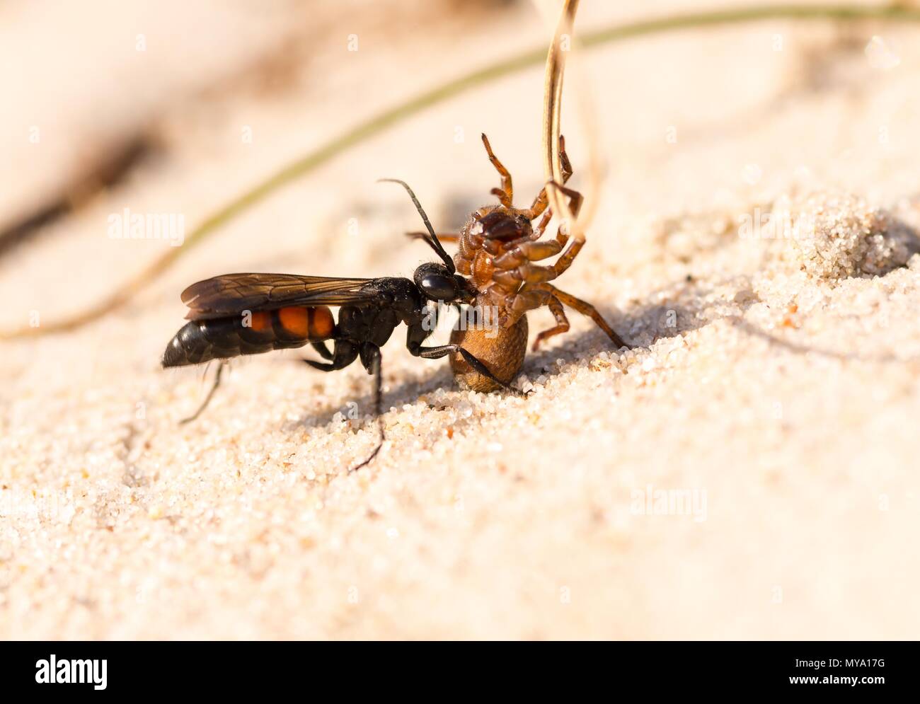 Black-banded spider wasp (Anoplius viaticus) with captured Wolf spider (Lycosidae), nature reserve Dünenheide, island Hiddensee Stock Photo