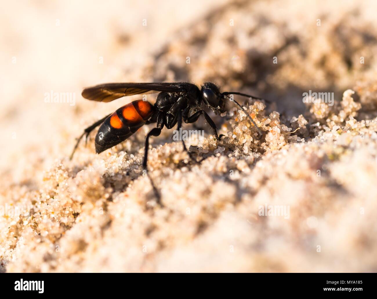 Black-banded spider wasp (Anoplius viaticus), Dünenheide Nature Reserve, Hiddensee Island, Mecklenburg-Western Pomerania Stock Photo