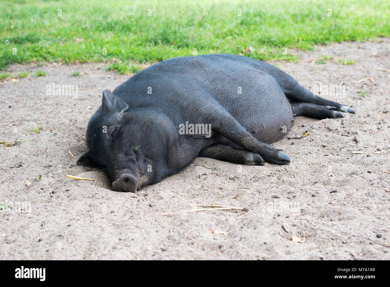 Black mini pig, pot-bellied pig, sleeps happily in the sand, Mecklenburg-Western Pomerania, Germany Stock Photo