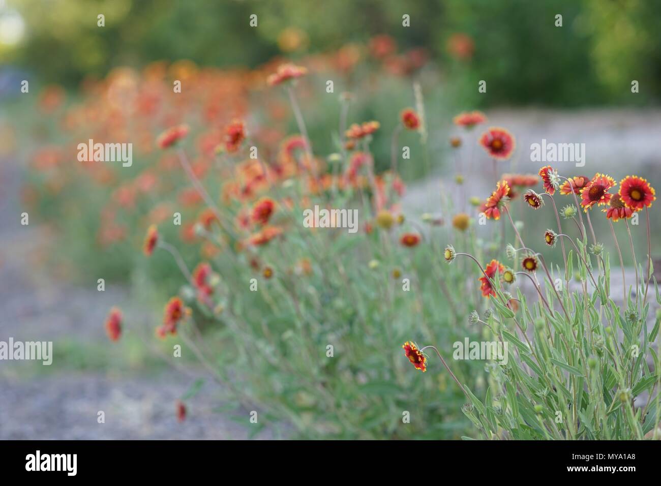 Beautiful orange flowers hi-res stock photography and images - Alamy