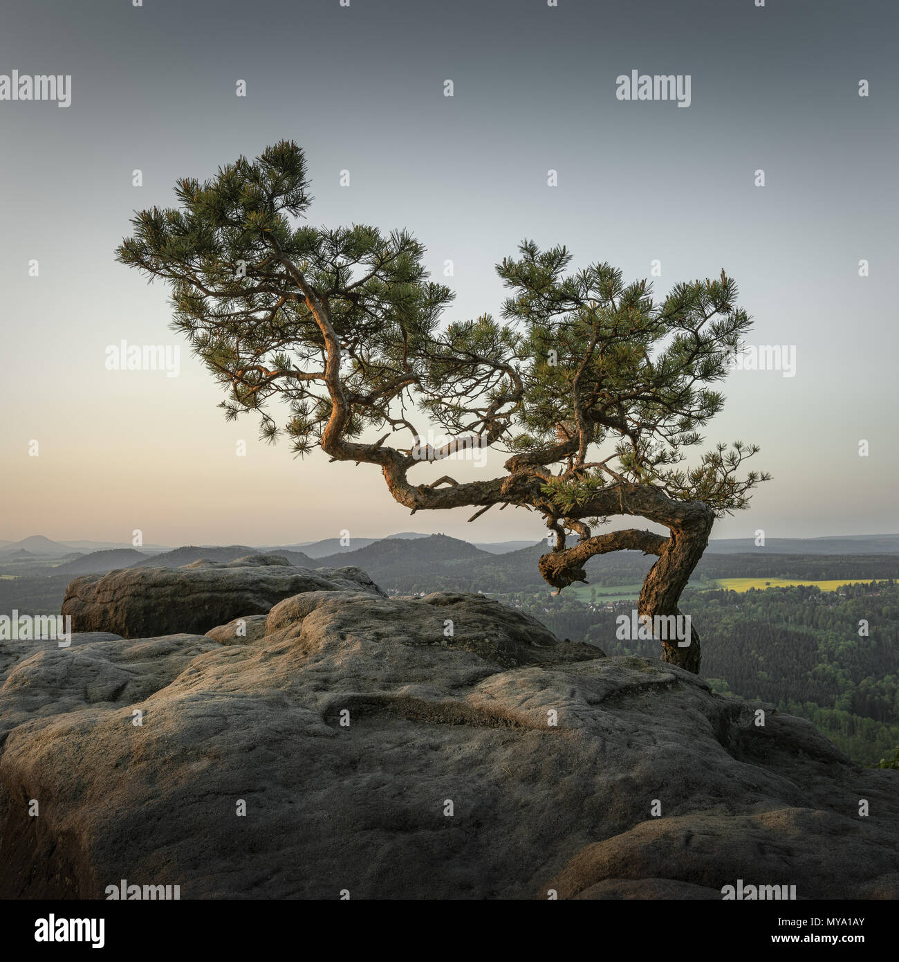 Weather Pine, Pine on the Lilienstein, Saxon Switzerland, Elbe Sandstone Mountains, Saxony, Germany Stock Photo