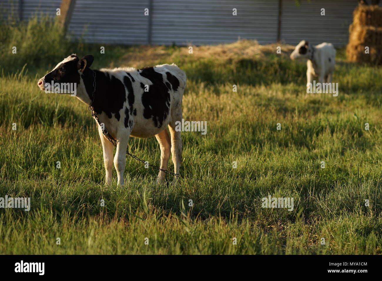 spotted calves black and white coloring grazing in the field Stock ...