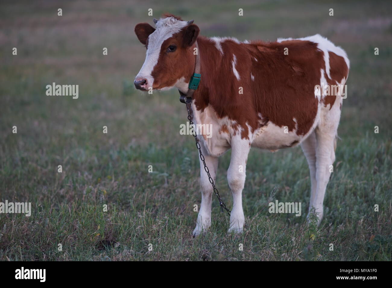 brown white spotted cow grazing in a field Stock Photo