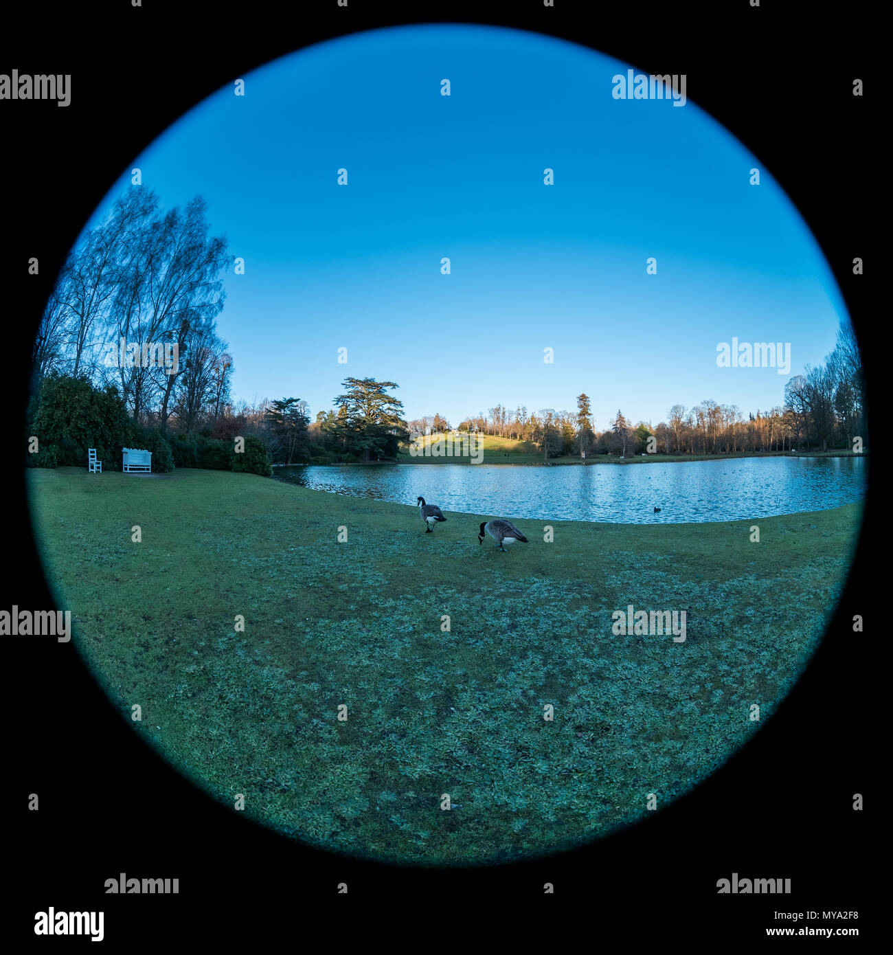 Claremont Landscape Gardens, Surrey Stock Photo Alamy