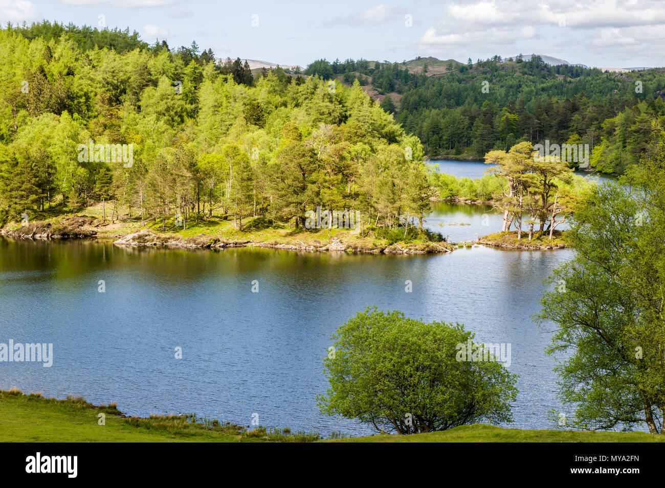 Tarn Hows, a series of lakes made into one in the Lake District National Park Cumbria Stock Photo
