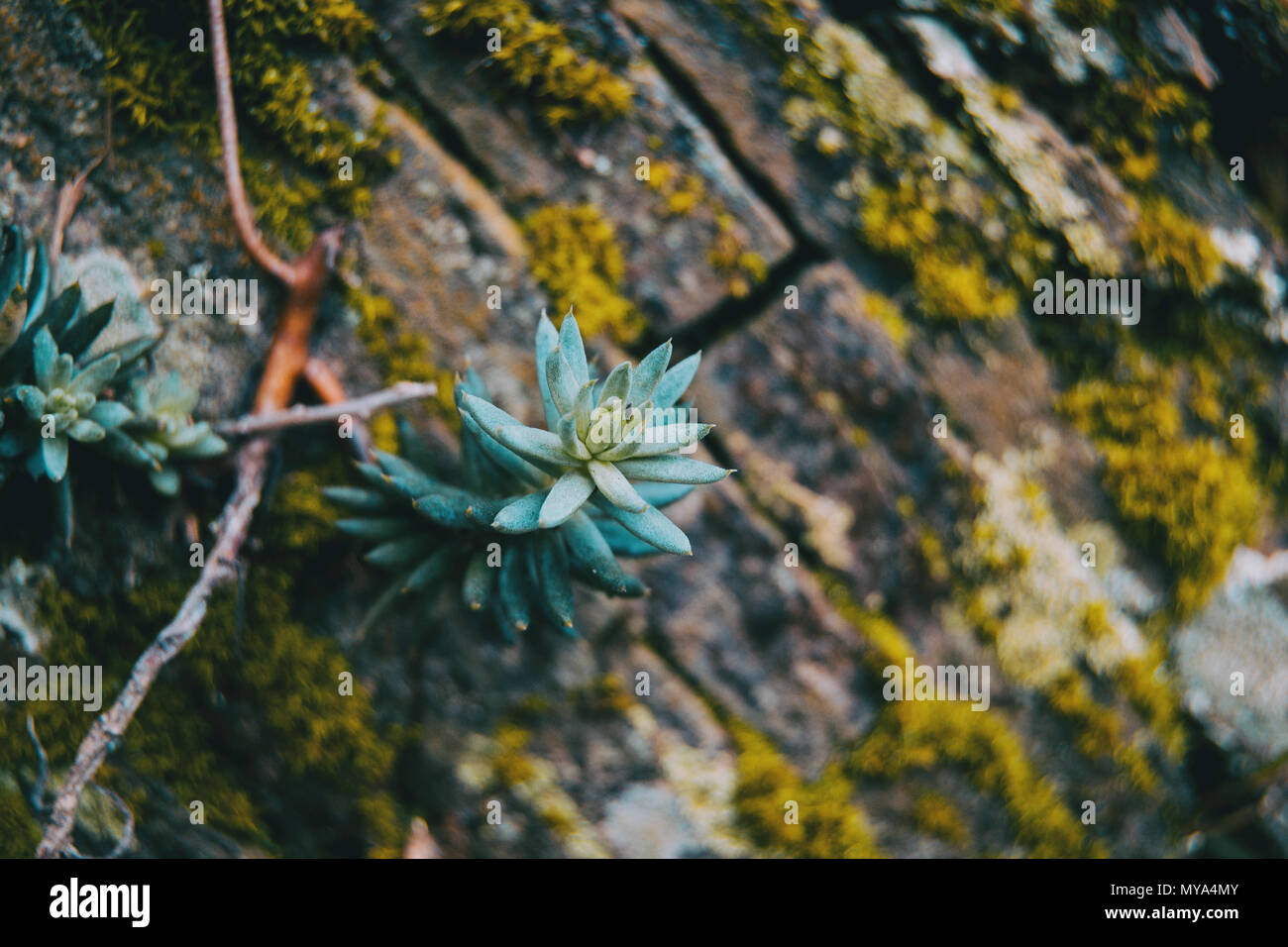 Sedum plant in the wall of a stone wall in the mountain with moss Stock Photo