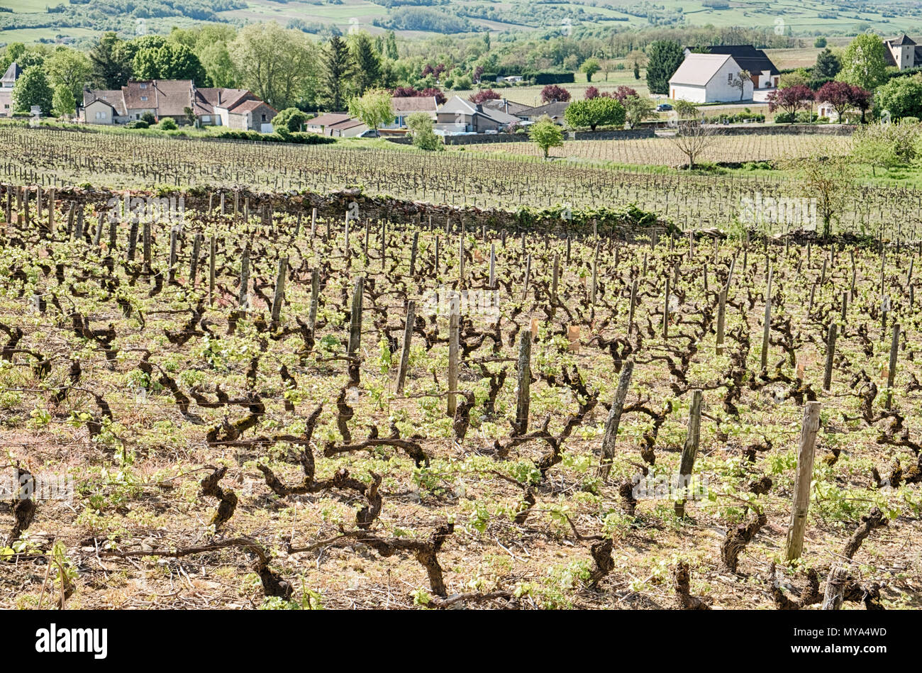 A vineyard with a stone wall lies within the village of Santenay in the Burgundy region of France. Stock Photo