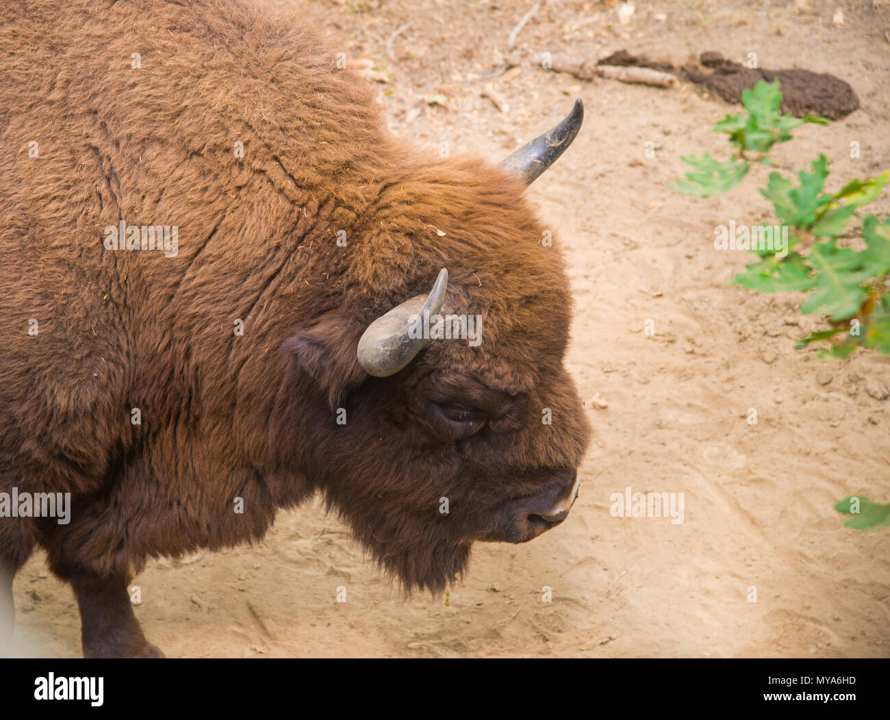 Bison Head High Resolution Stock Photography And Images Alamy Bison Head High Resolution Stock Photography And Images Alamy