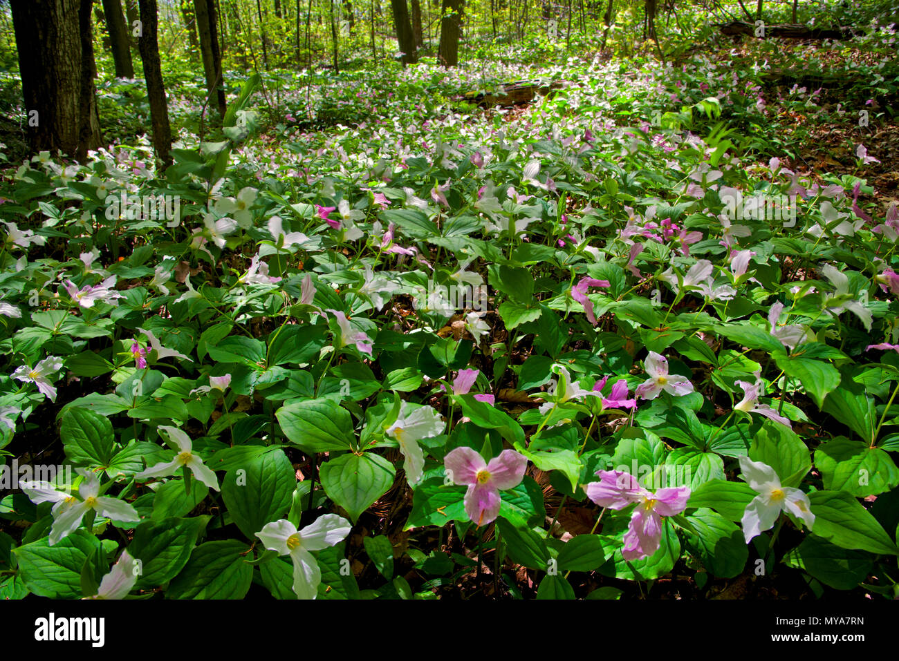 A field of red trilliums emerging from the woodland floor in early Spring Stock Photo