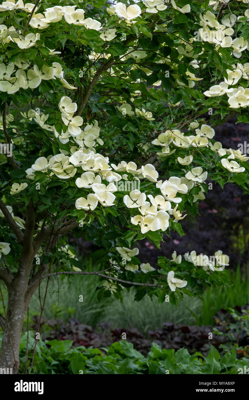 Cornus elwinortonii venus hi-res stock photography and images - Alamy