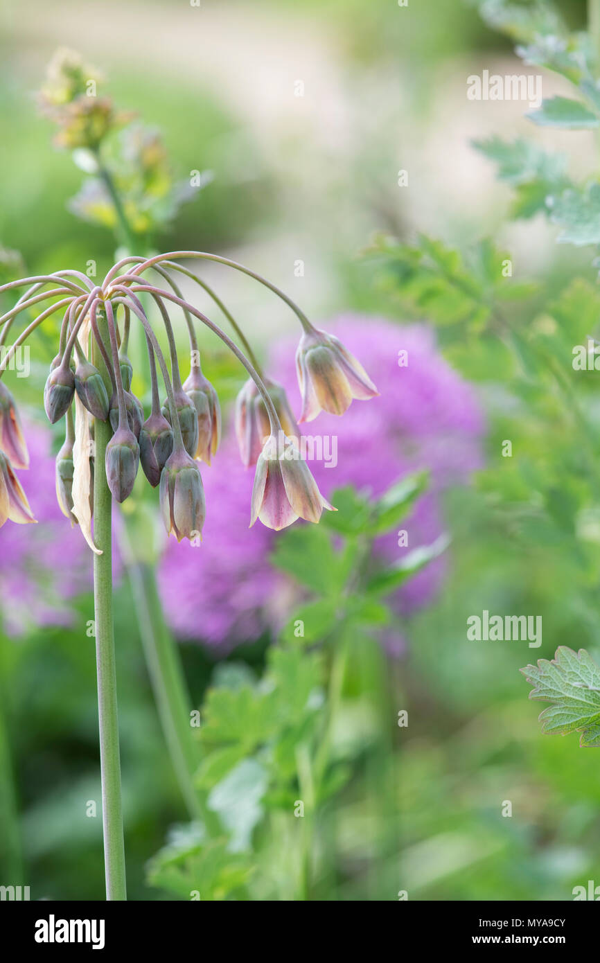 Nectaroscordum siculum. Allium siculum flowers. Sicilian honey garlic Stock Photo