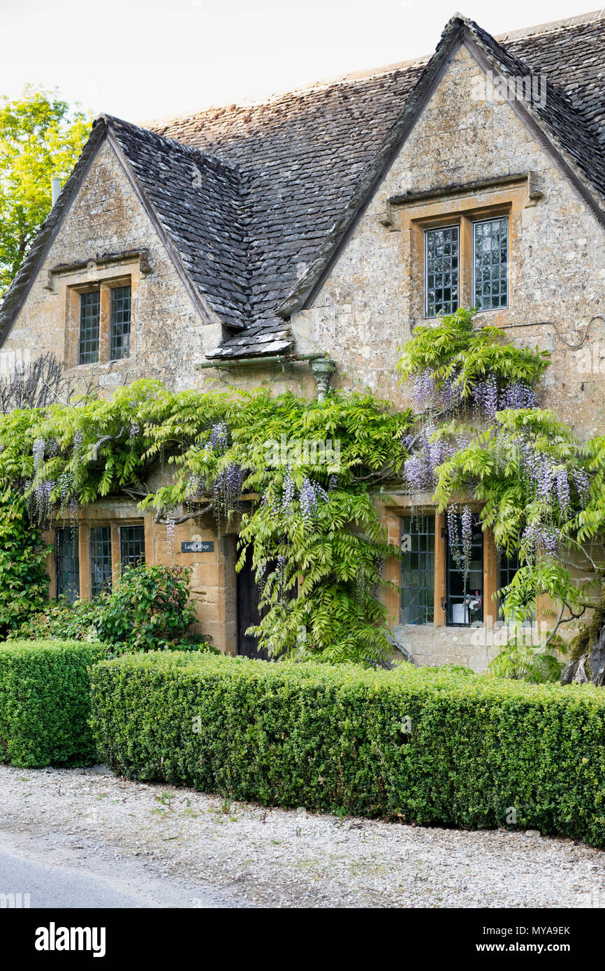 Japanese Wisteria on a cottage in spring in the cotswold village of Notgrove. Notgrove Cotswolds, Gloucestershire, England Stock Photo
