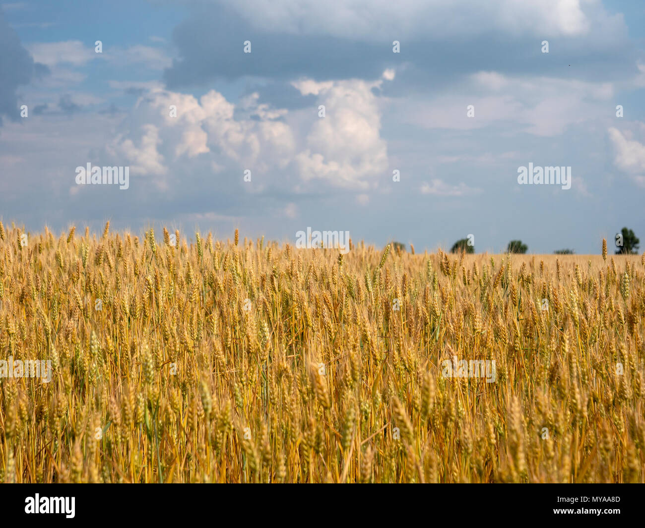 Wheat filed and a blue sky Stock Photo