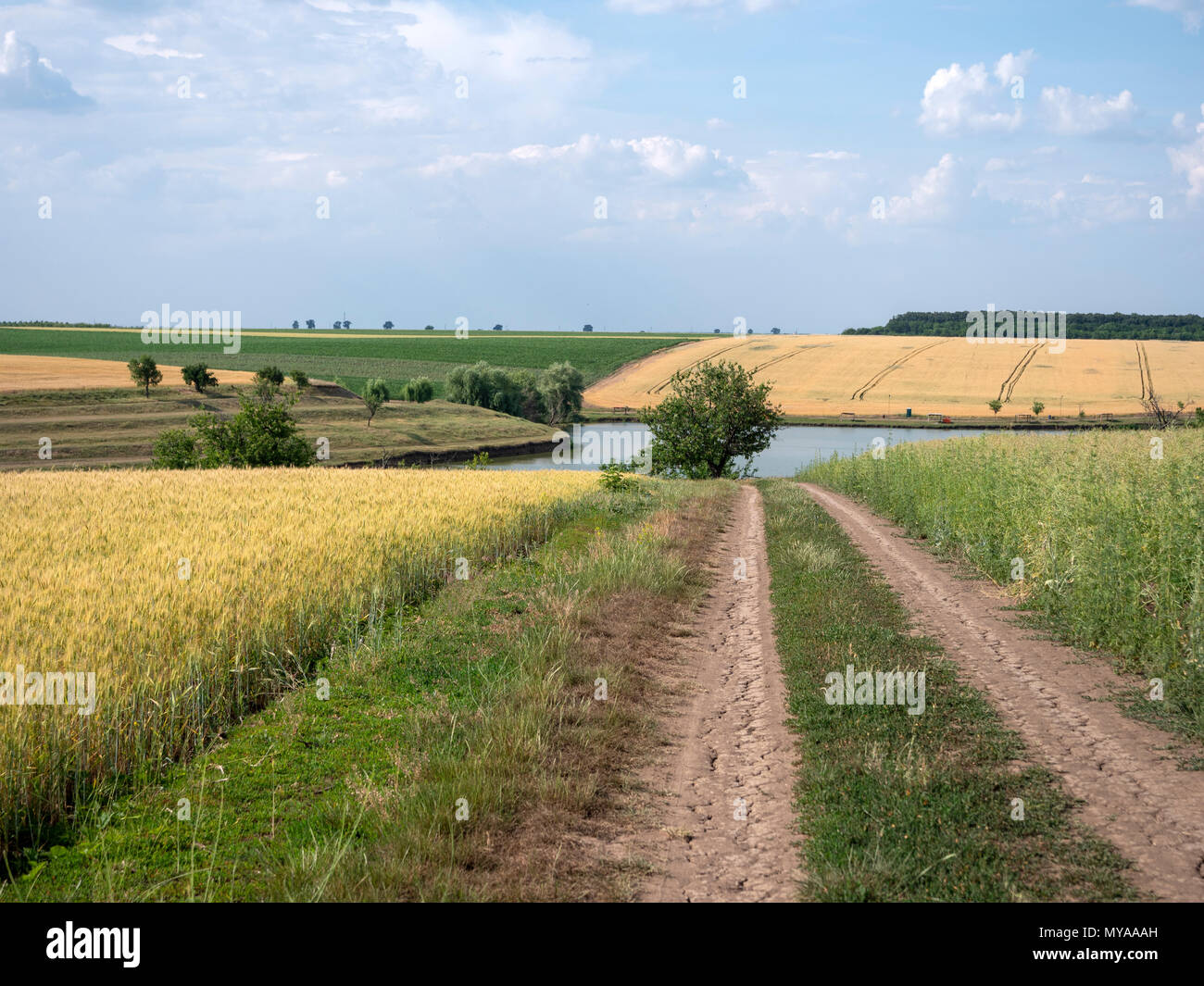 Countryside road thru a river, near a wheat filed. Stock Photo