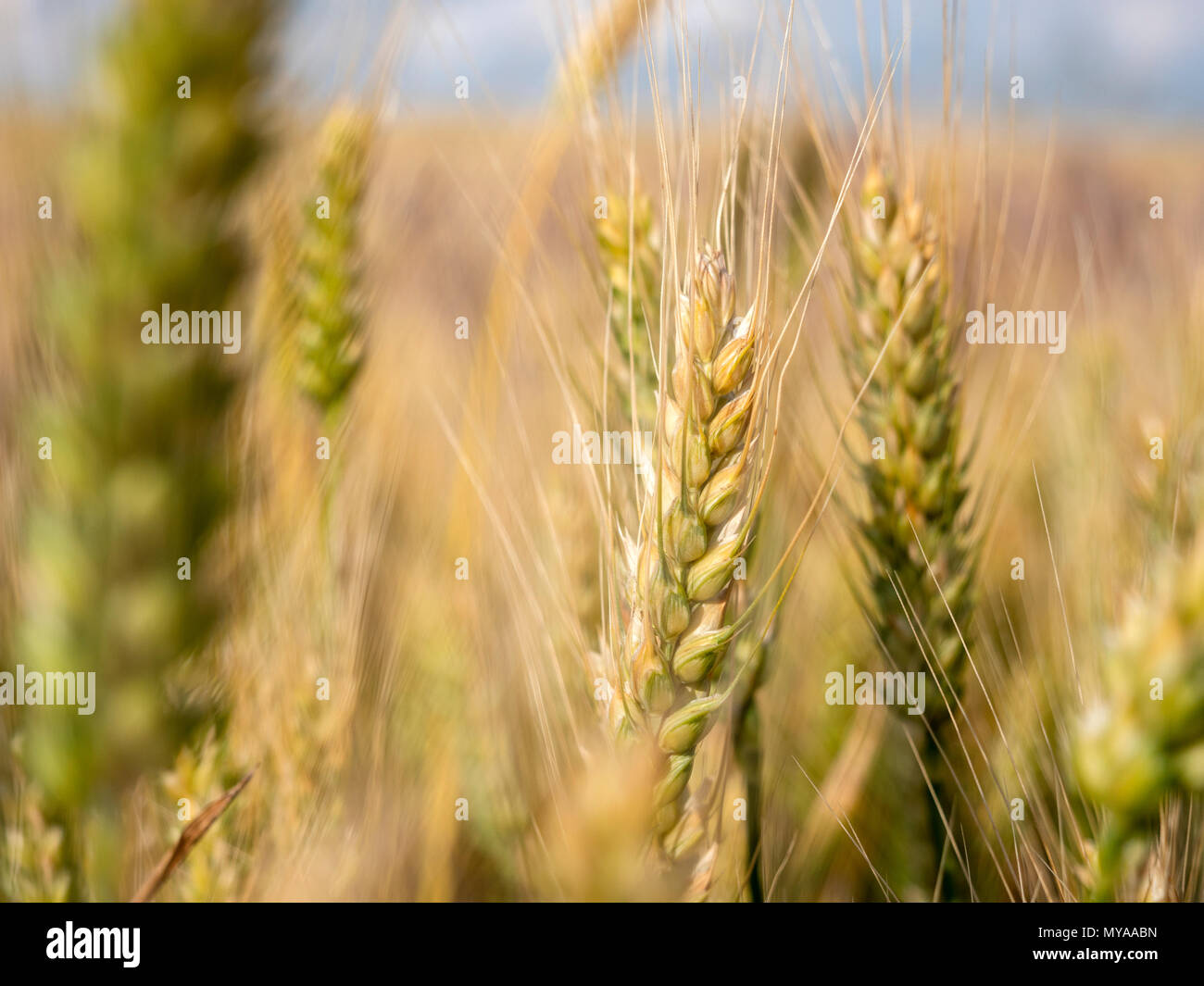 Wheat filed close up shot Stock Photo
