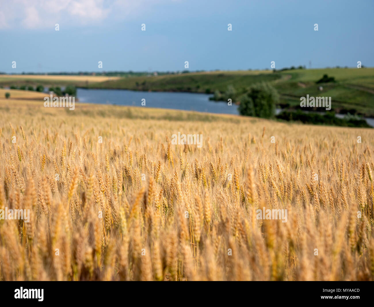 Wheat field near a river Stock Photo