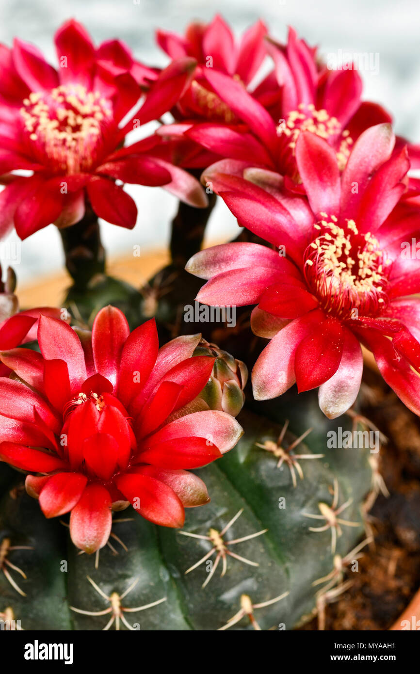 vertical macro of coryphantha beautiful  flowering cactus, house plant  showing red blooms . copy space at top Stock Photo
