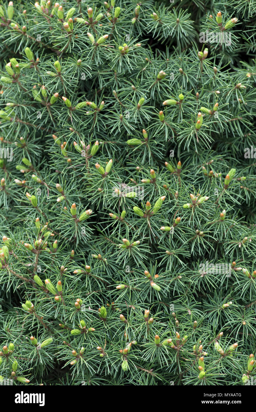 Close up photo of of Picea glauca, conica Stock Photo