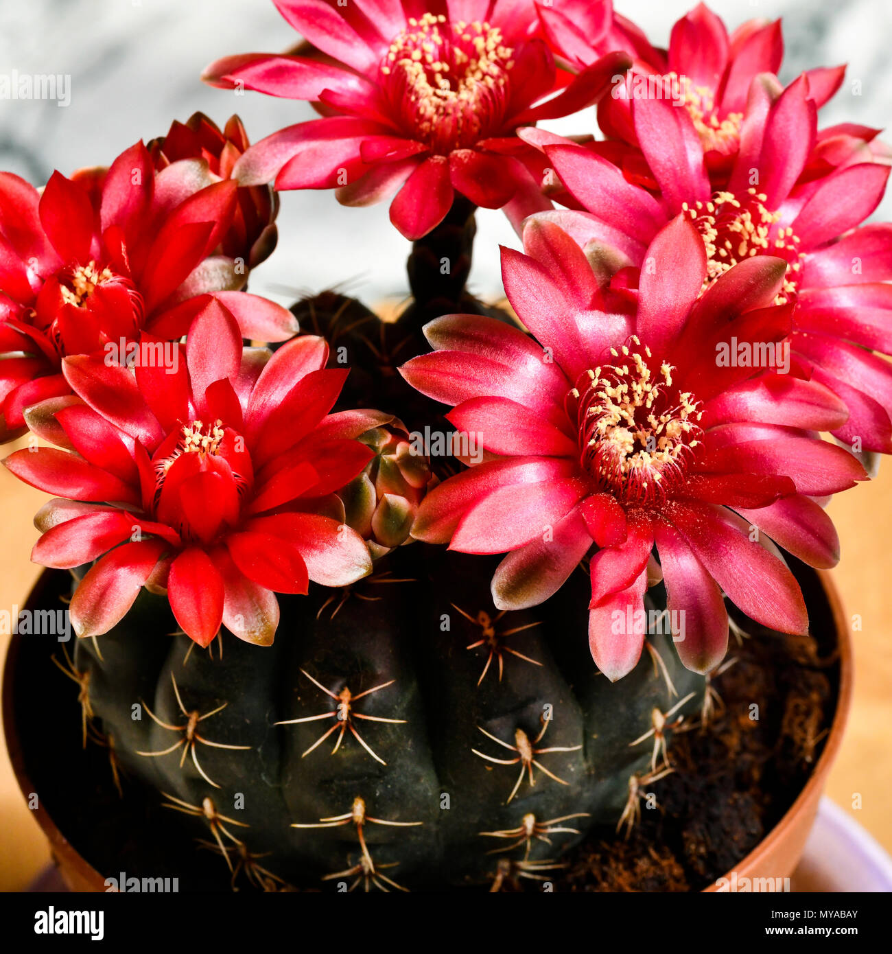 square macro of coryphantha beautiful  flowering cactus, house plant  showing red blooms . copy space at base Stock Photo