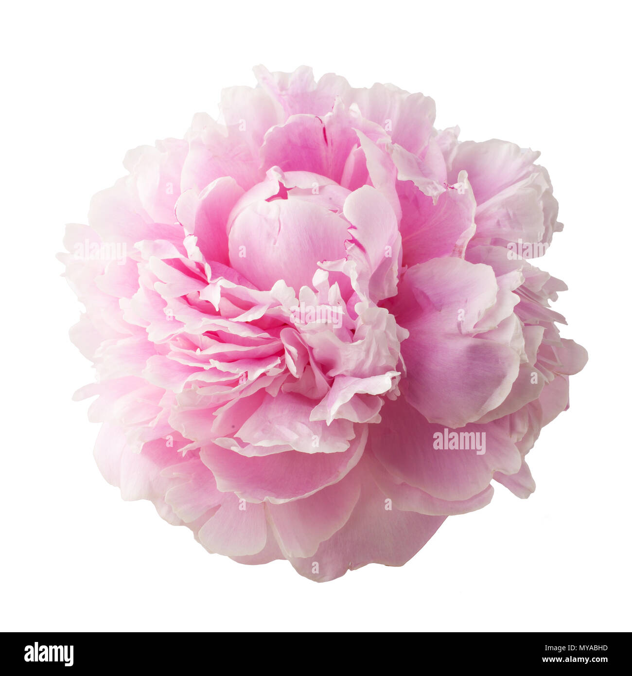 Pink peony isolated on white background Stock Photo - Alamy