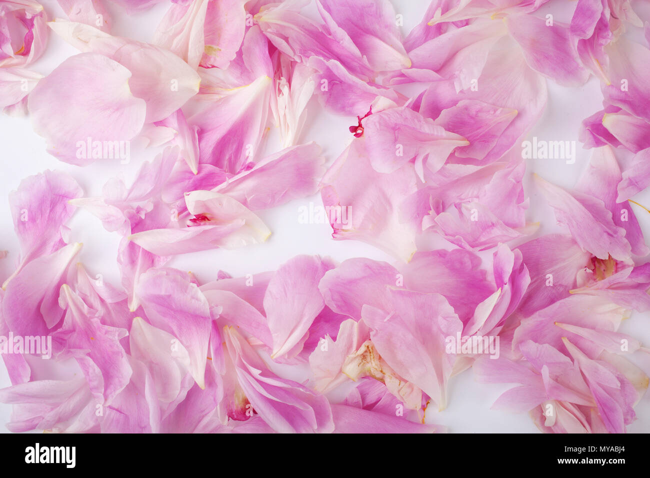 Pink peony flower petal background. Paeonia lactiflora Stock Photo Alamy