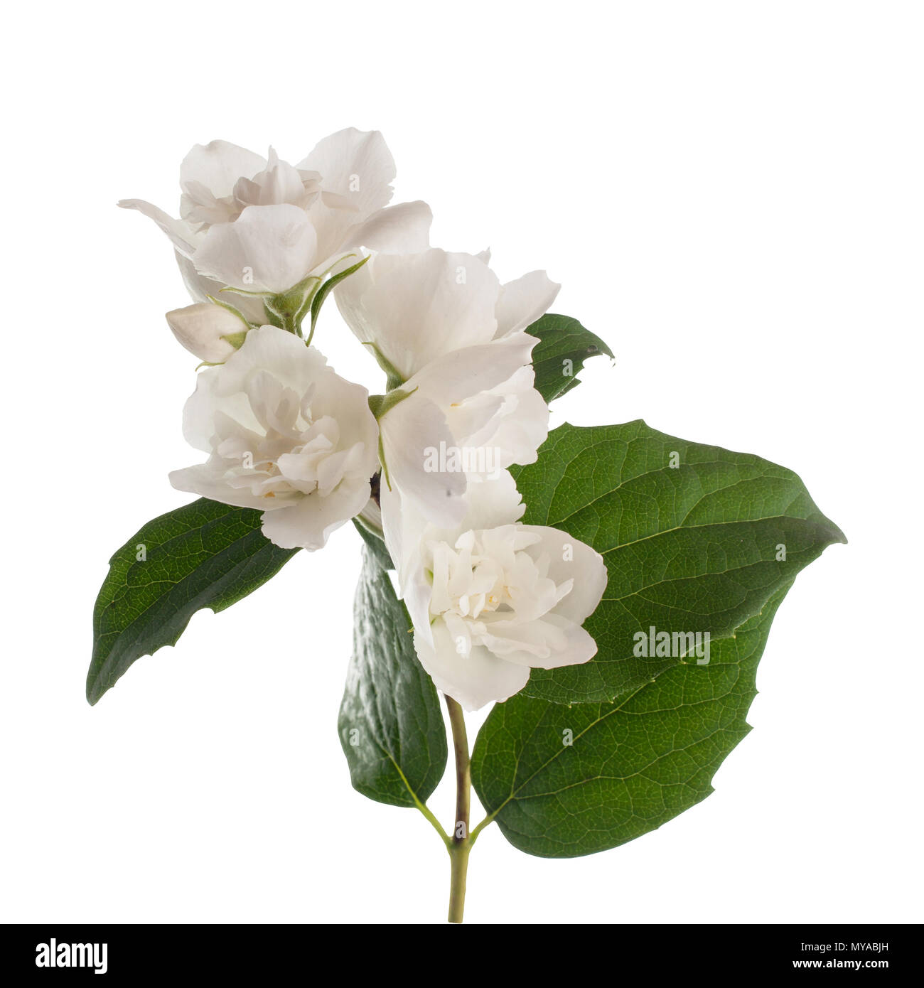 branch of jasmine flowers isolated on white background Stock Photo - Alamy