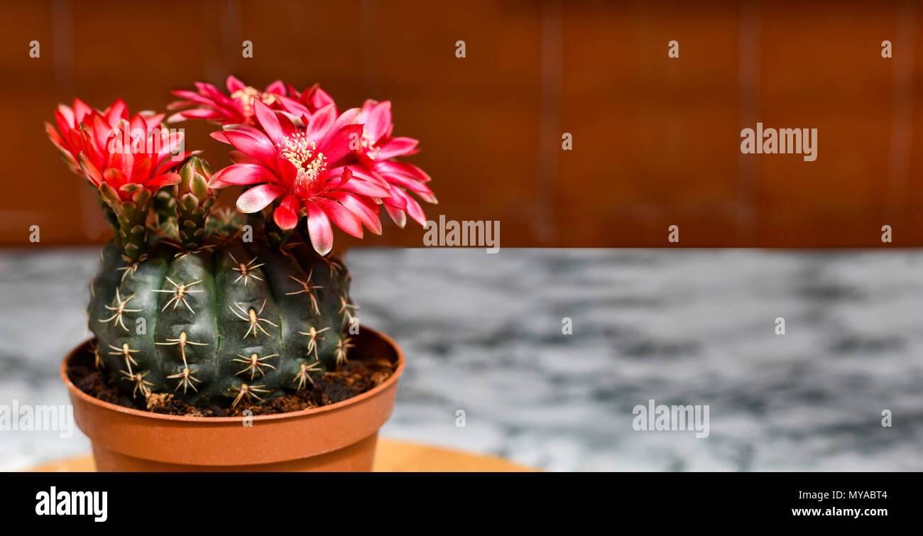 beautiful coryphantha  flowering cactus, house plant  showing red blooms  image in wide format blank nondescript background to ad copy space Stock Photo