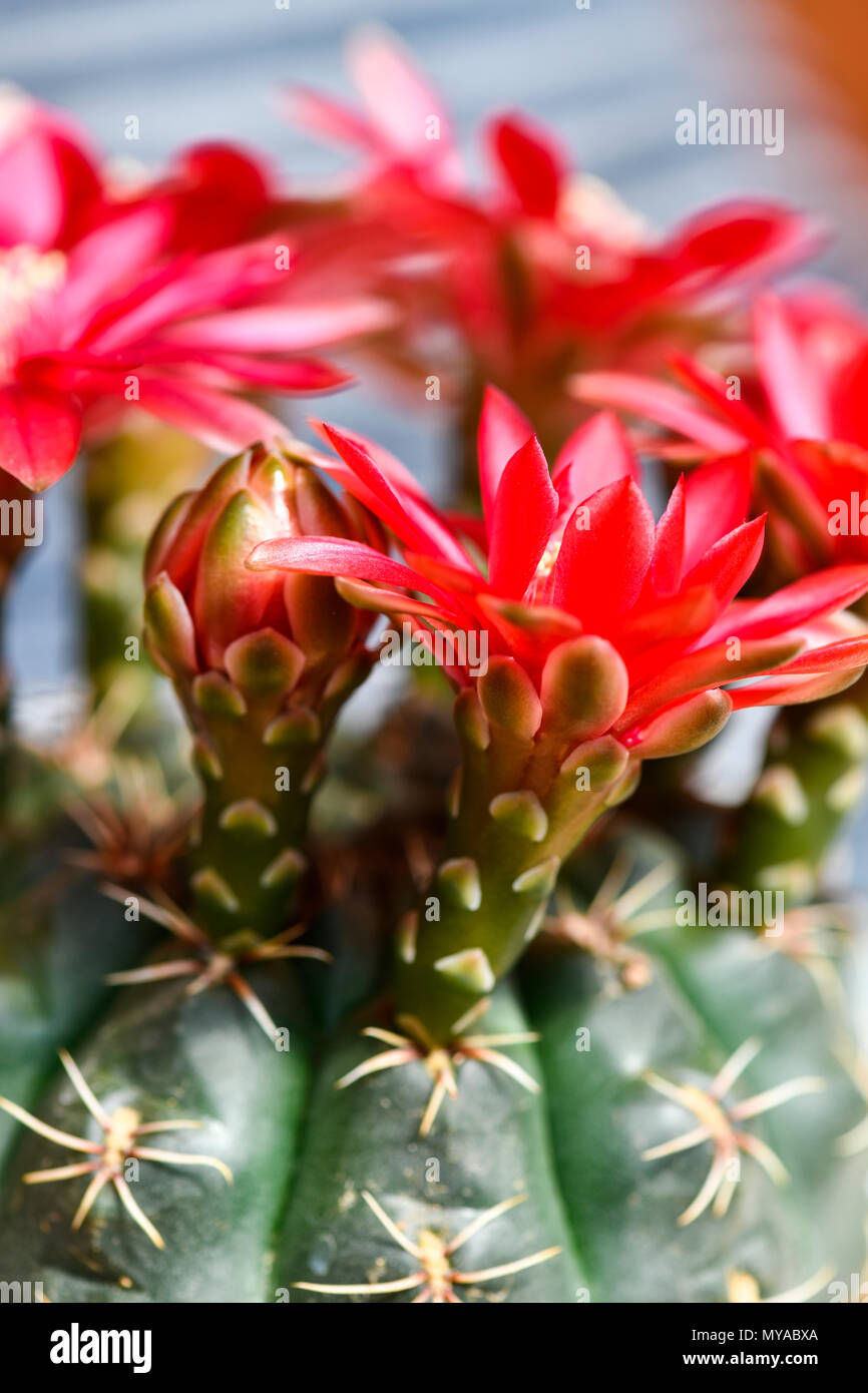 vertical macro of coryphantha beautiful  flowering cactus, house plant  showing red blooms . copy space at base. Stock Photo