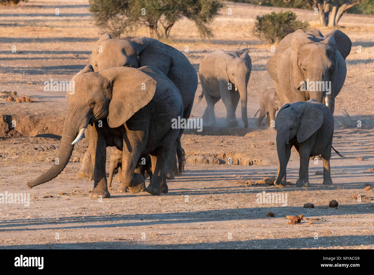 Breeding herd of Elephants at The Mashatu Game Reserve in Botswana Stock Photo