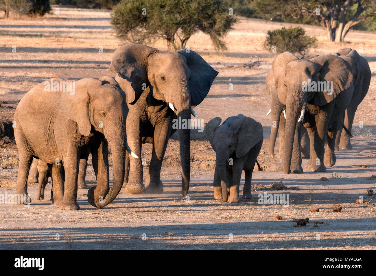 Breeding herd of Elephants at The Mashatu Game Reserve in Botswana Stock Photo
