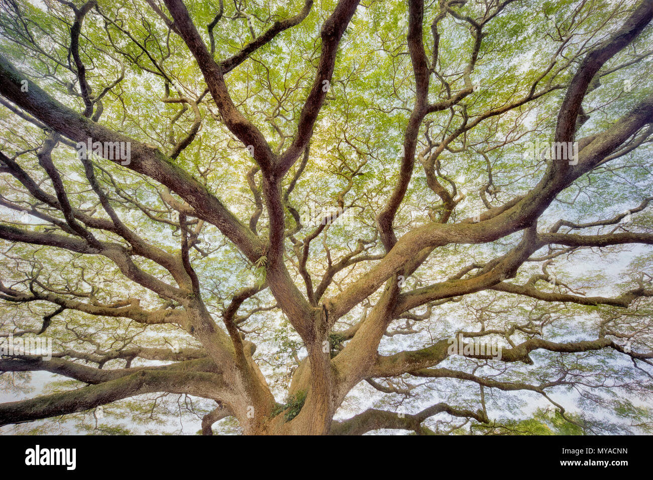 Large wildly branching tree. Hawaii, The Big Island Stock Photo