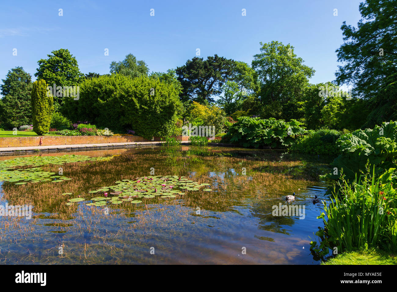 The Upper Pond at RHS Gardens Hyde Hall in Essex on a Glorious Summer Morning Stock Photo