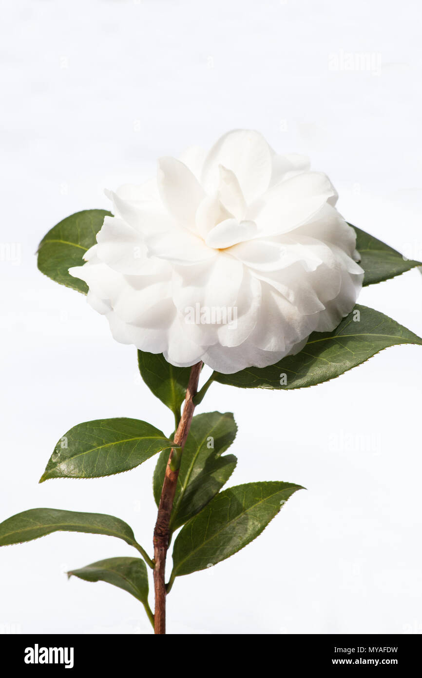 Tea plant flower hi-res stock photography and images - Alamy