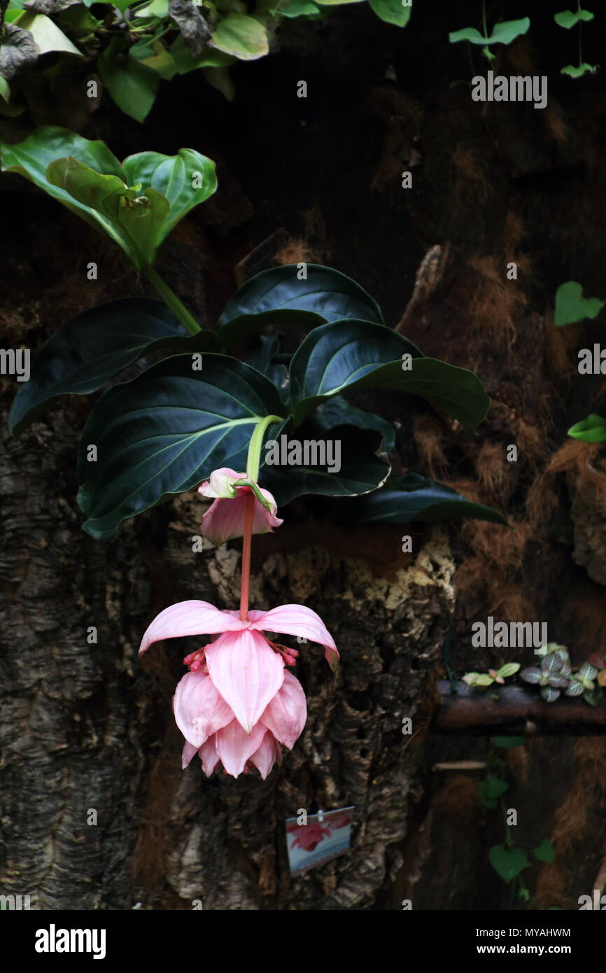 Exotic flower cultivation hi-res stock photography and images - Alamy