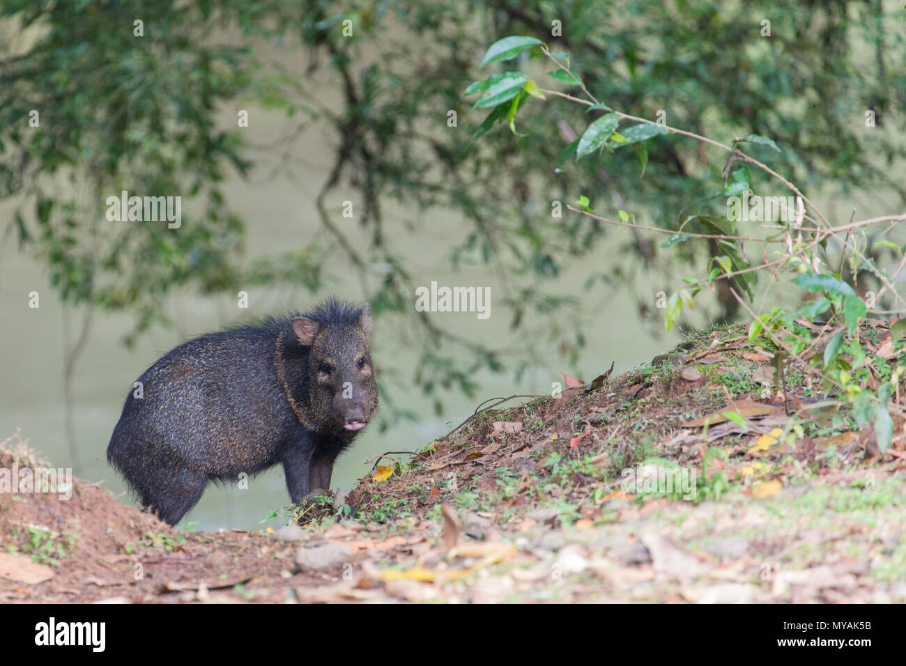 Jungle Pig Stock Photos & Jungle Pig Stock Images Alamy