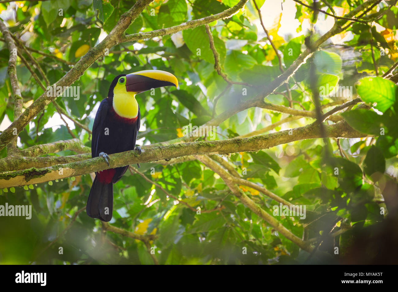 chestnut-mandibled toucan ( Ramphastos swainsonii ) on a branch / in the natural rainforest habitat Stock Photo