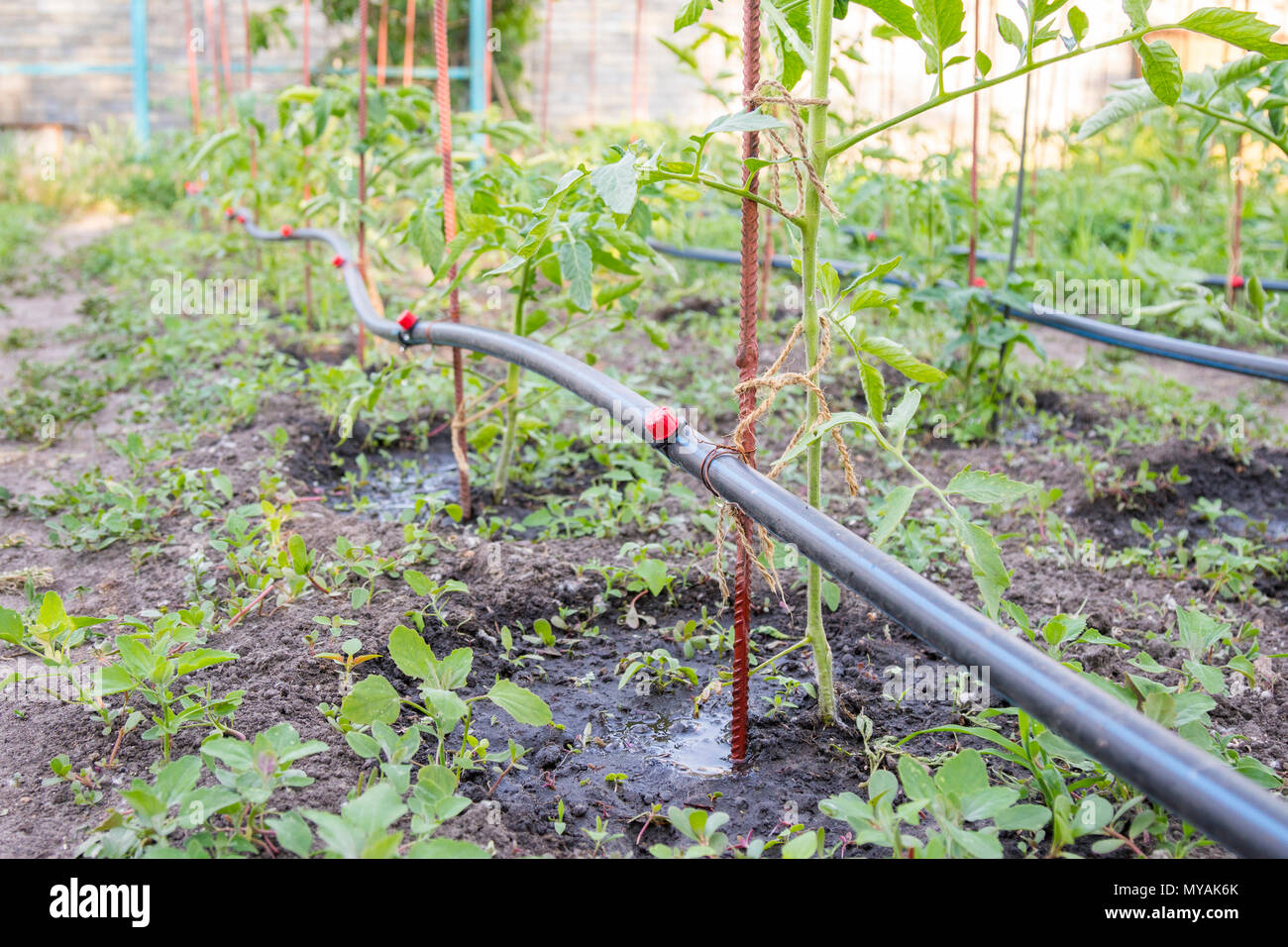 Drip irrigation on the bed. Seedlings of tomato prepared for planting