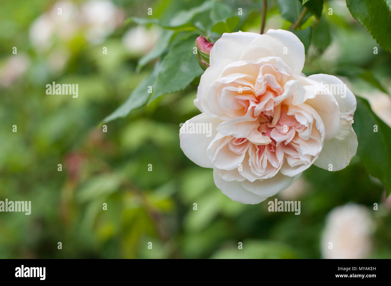Desprez Stock Photos Desprez Stock Images Alamy