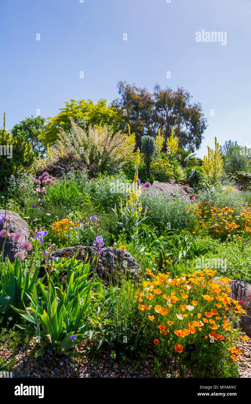 The Famous Dry Garden at RHS Gardens Hyde Hall in Essex on a Glorious Summer Morning Stock Photo