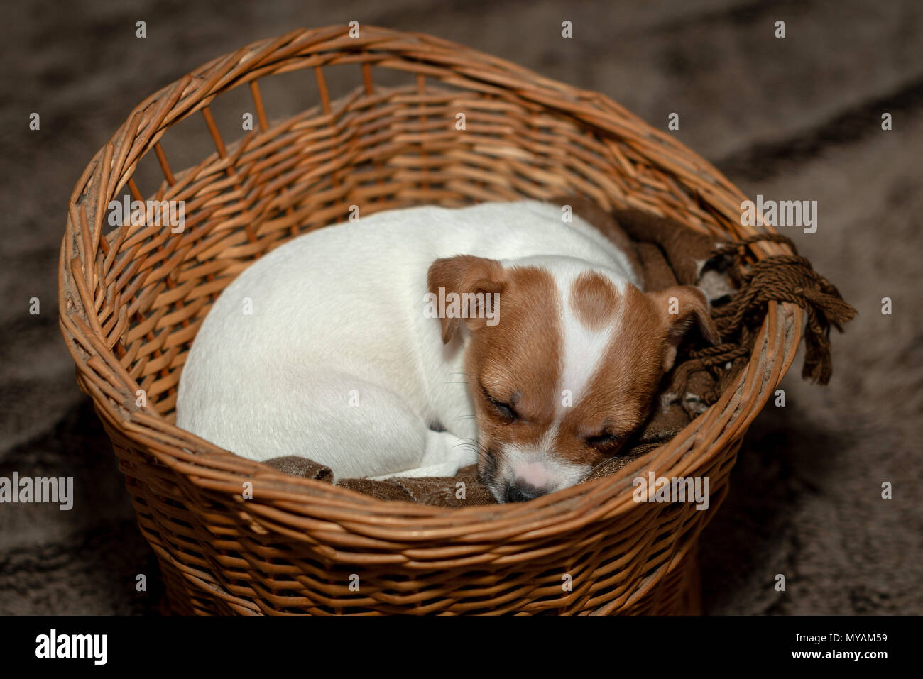 Jack Russell Puppy Sleeping In A Wicker Basket Stock Photo
