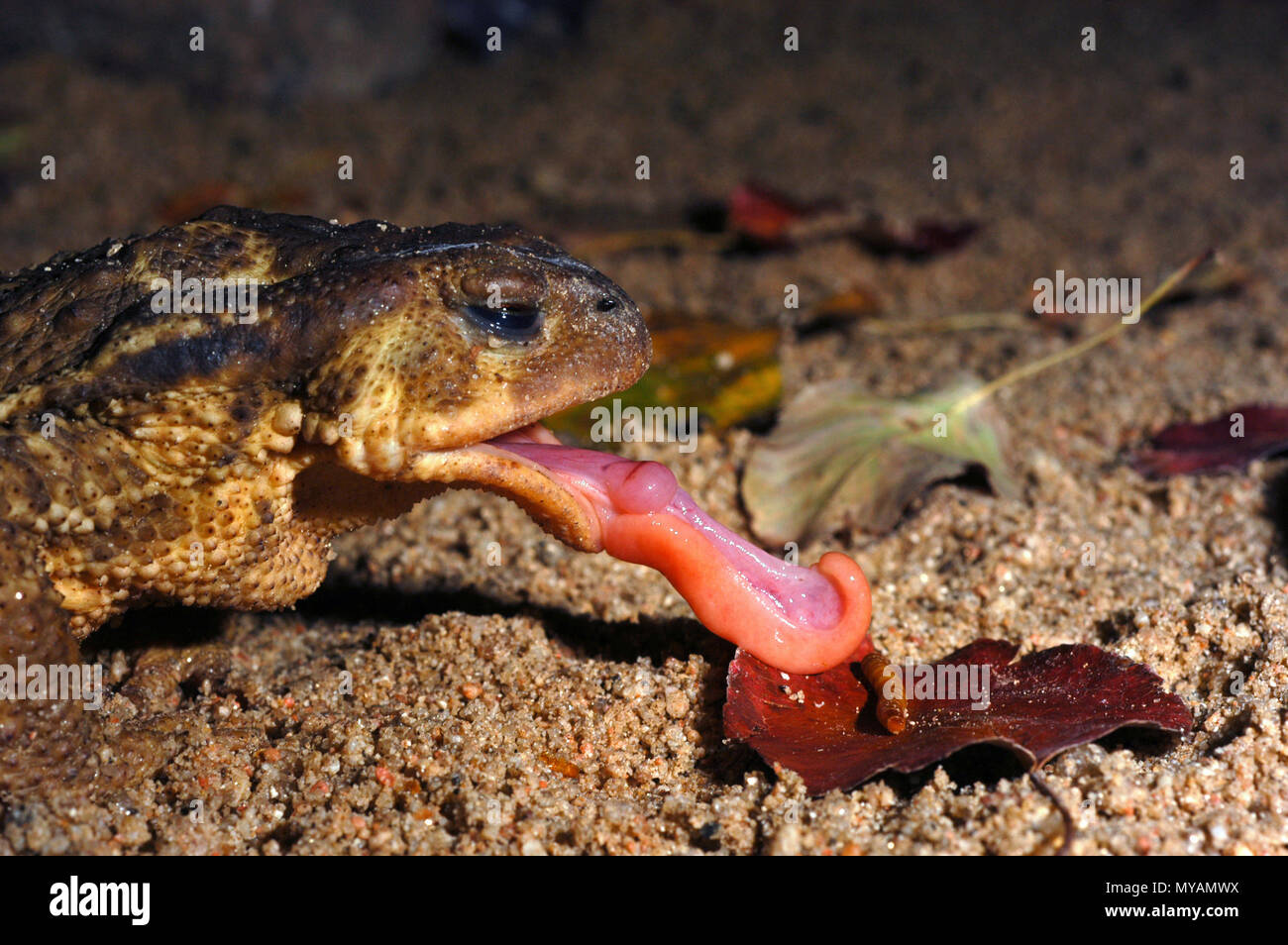 common toad, bufo bufo, Eating a worm, tongue out Stock Photo Alamy