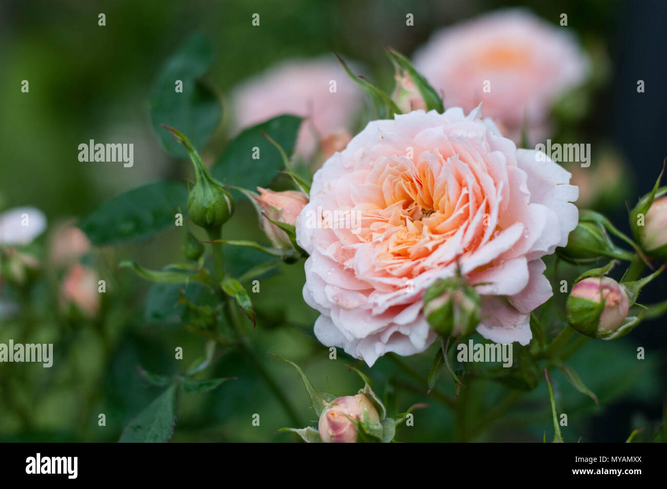 Miniature patio rose hi-res stock photography and images - Alamy