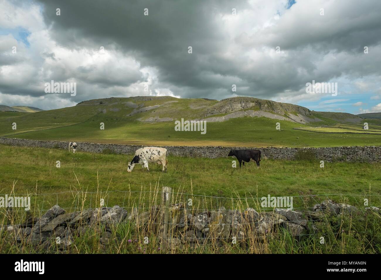 Yorkshire dales cows hi-res stock photography and images - Alamy