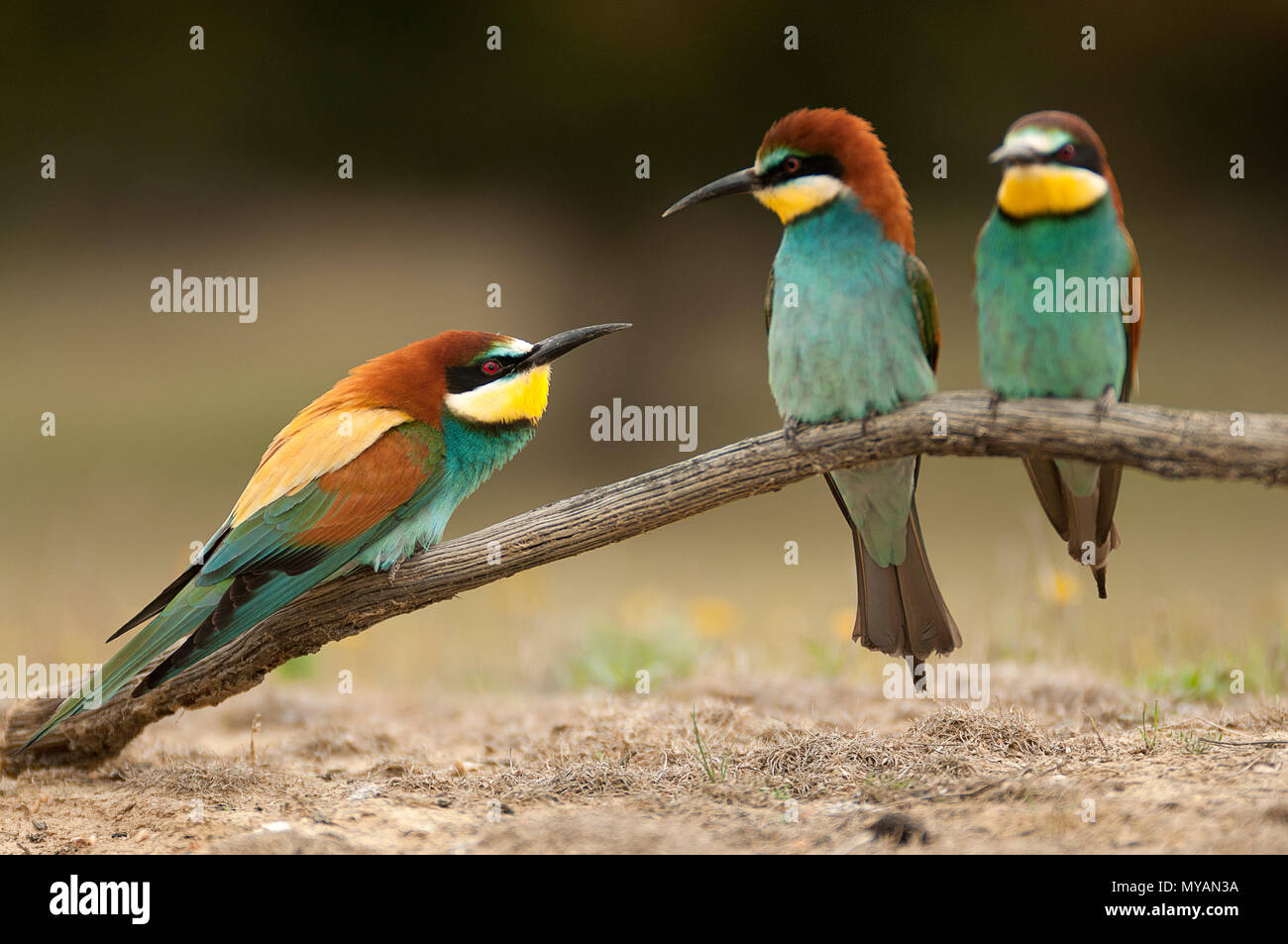 European bee-eater (Merops apiaster), three perched on a branch, fight Stock Photo