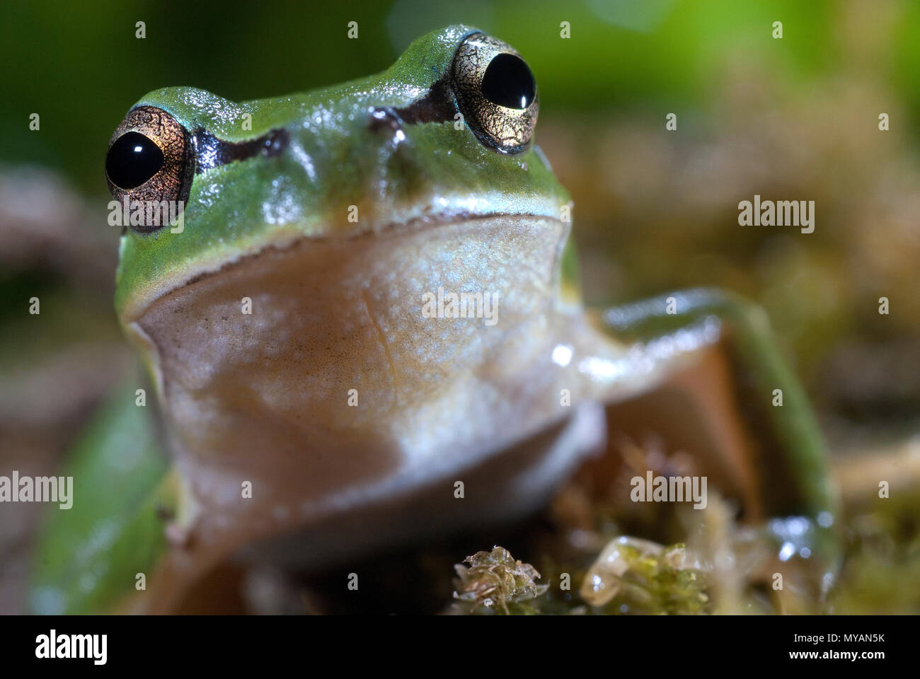 Nice amphibian green European tree frog, Hyla arborea, details of the eyes, portrait Stock Photo