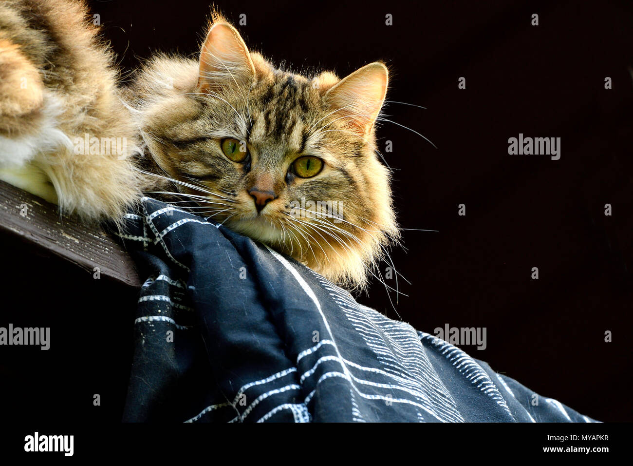 A close up portrait image of a long haired house cat resting on an ...