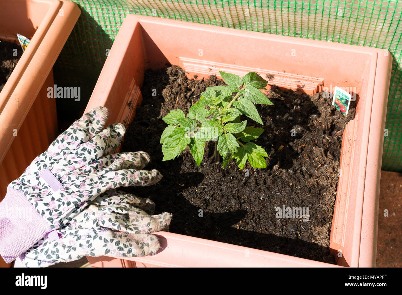 A newly planted Totem dwarf tomato plant in a garden pot with some gardening gloves in May early summer, Dorset, England, United Kingdom Stock Photo