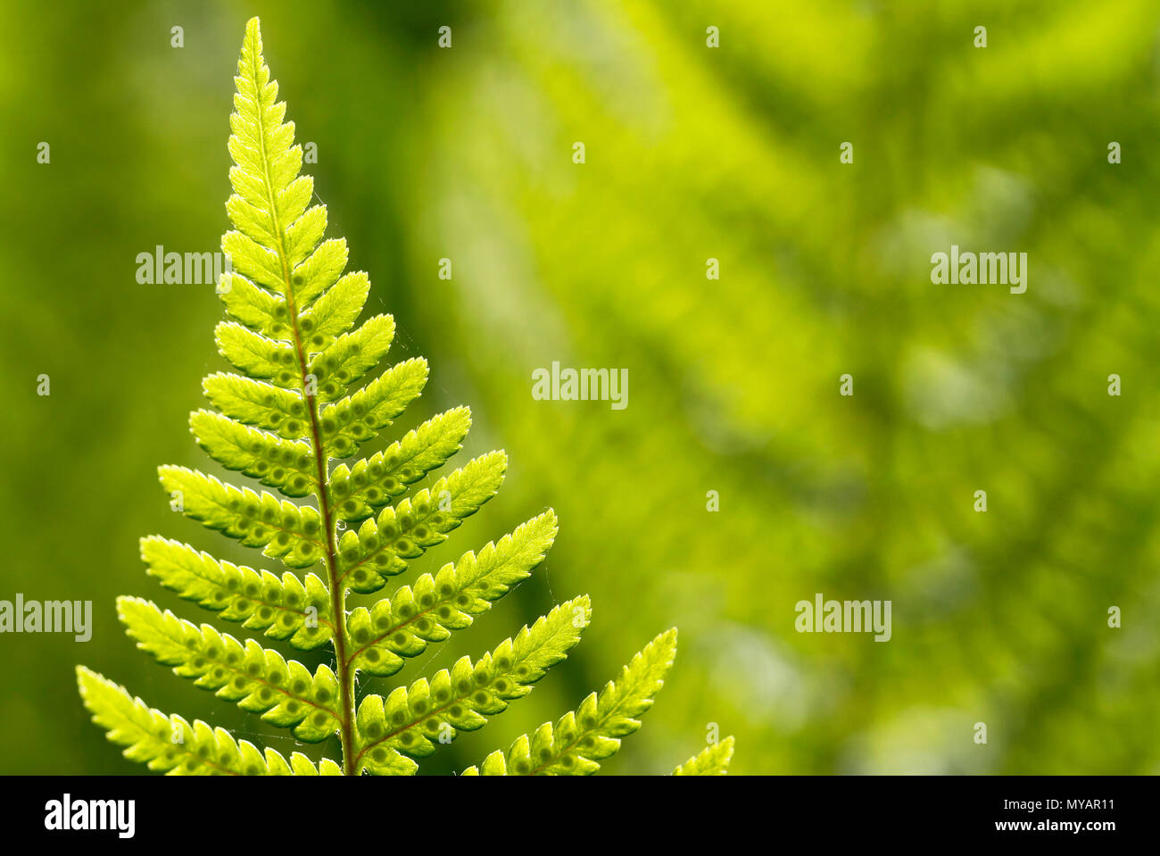 Divided leaf of the ostrich fern, Matteuccia struthiopteris, with developing spores. Stock Photo