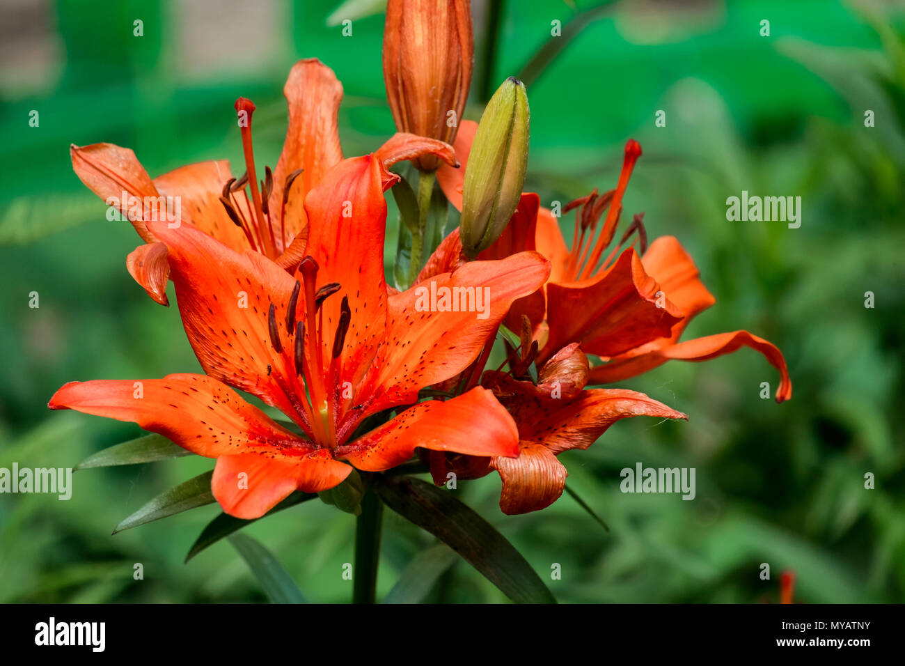 Bright orange flower of a tiger lily (Lilium lancifolium) Stock Photo