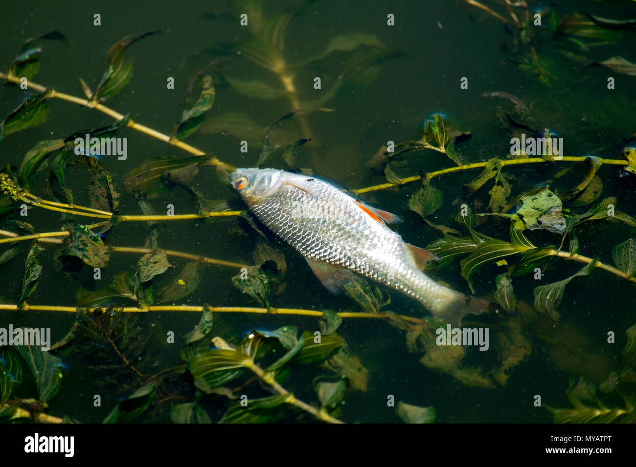 Dead fish float on the surface of the water among the river algae. Dead roach in the river (Rutilus rutilus) Stock Photo